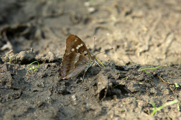Lesser purple emperor butterfly in Magura National Park in Low Beskids, Poland