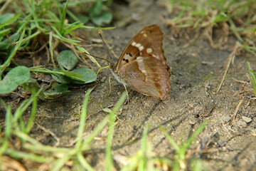 Lesser purple emperor butterfly in Magura National Park in Low Beskids, Poland