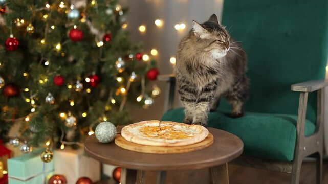Cat eats cheese pizza. Christmas tree decorated with balls and flashing lights garland. Pet sits on green chair. Cheese pizza and glass of champagne on wooden table. Christmas concept.