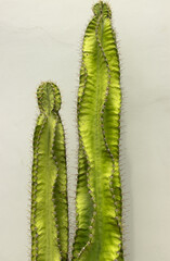 green cactus stem on light background.