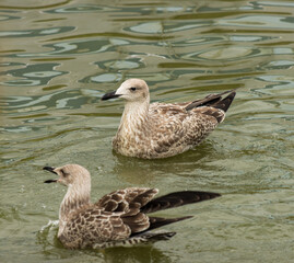 wild grey waterfowl bird in nature.