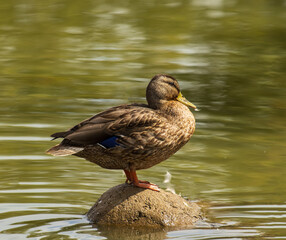 bird duck in a pond in nature.