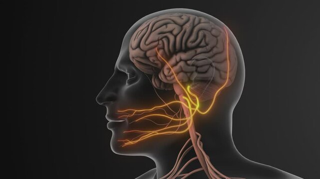 Facial Pain Triggered by Trigeminal Nerve Compression