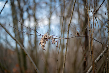 Withered Leaves Clinging to Bare Branches in a Winter Forest Scene