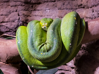 Emerald tree boa