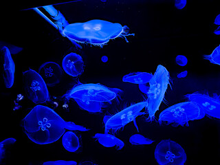 Moon jellyfish Hawaii