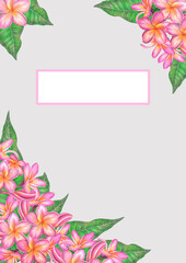 Watercolor illustration of pink plumeria flowers. Isolated on white background.