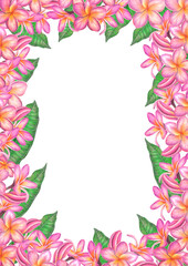 Watercolor illustration of pink plumeria flowers. Isolated on white background.