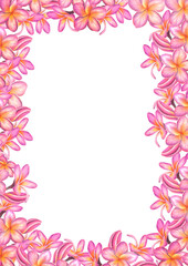 Watercolor illustration of pink plumeria flowers. Isolated on white background.