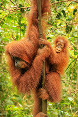 Female Sumatran orangutan with a baby sitting on a tree in Gunung Leuser National Park, Sumatra, Indonesia © donyanedomam