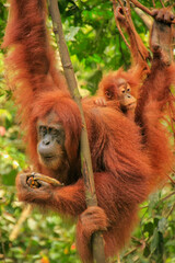 Female Sumatran orangutan with a baby hanging in the trees, Gunung Leuser National Park, Sumatra, Indonesia