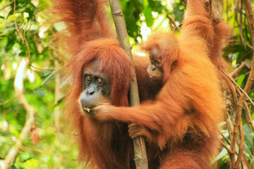 Female Sumatran orangutan with a baby sitting on a tree in Gunung Leuser National Park, Sumatra, Indonesia