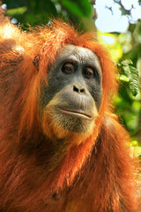 Portrait of a female Sumatran orangutan in Gunung Leuser National Park, Sumatra, Indonesia © donyanedomam