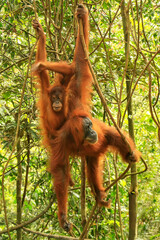 Female Sumatran orangutan with a baby hanging in the trees, Gunung Leuser National Park, Sumatra, Indonesia © donyanedomam