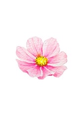 Watercolor illustration of a single pink flower isolated white background. Ideal for cards, design and decorative use