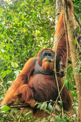 Male Sumatran orangutan sitting in a tree in Gunung Leuser National Park, Sumatra, Indonesia