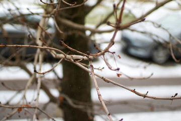 A tree that has many branches but lacks any leaves on them