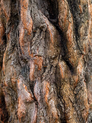 Close-up gnarled tree bark natural background