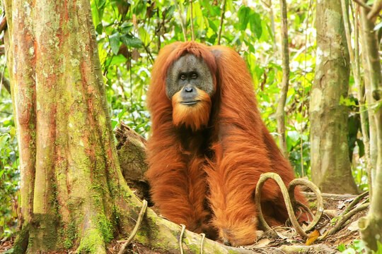 Male Sumatran orangutan standing on the ground in Gunung Leuser National Park, Sumatra, Indonesia