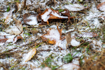 A large pile of colorful leaves beautifully covered in white snow on the ground