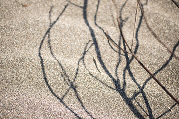 Fine sand on the sea coast.