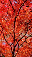 The autumn leaves are beautiful.