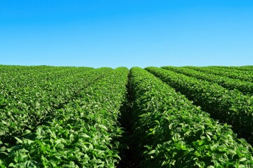 Vibrant mint field in full bloom under clear blue sky nature landscape photography agricultural environment scenic viewpoint for sustainable farming awareness