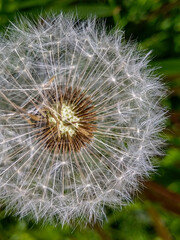 Pusteblume. Geröteter Löwenzahn. Lateinisch: Taraxacum rubicundum (Dahlst.) Dahlst. Aus der Familie der Asteraceae