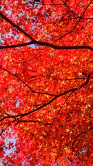 The autumn leaves are beautiful.