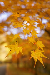 The autumn leaves are beautiful.