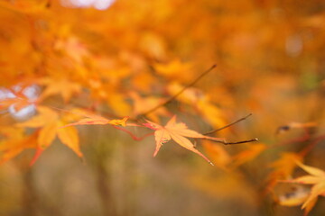 The autumn leaves are beautiful.