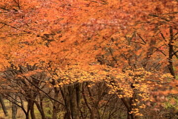 The autumn leaves are beautiful.