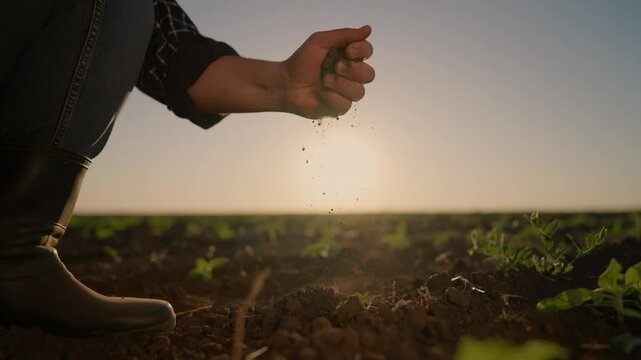 Human planting seeds in beautiful agricultural field, closeup of hand and ground . Farmer or agronomist cultivating soil in farmland, growing corn and cereals for food, slow motion shot, eco farming