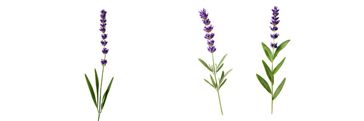 Naklejka premium Lavender sprigs with purple flowers and green leaves on transparency background