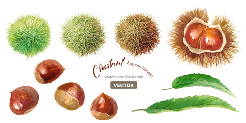栗の実と毬栗と葉の水彩イラスト。毬栗の成熟グラデーション変化のセット。（ベクター）