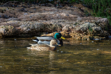 Anas platyrhynchos. Pair of mallards in the Bernesga River, Le&oacute;n, Spain.