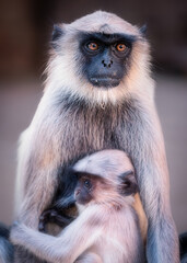 Hanuman langur (Semnopithecus), Gujarat, India