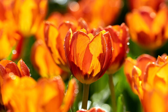 Orange Tulib