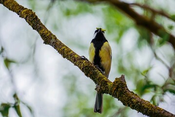 Hunting great tit sitting on a branch caught a caterpillar