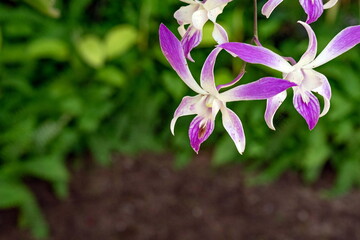 white-purple orchid