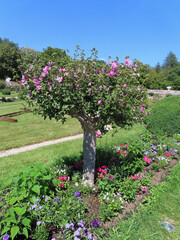 Arbre Hibiscus &agrave; fleurs mauves
