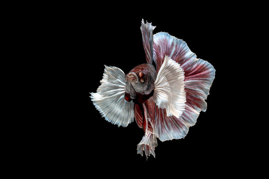 Betta fish Halfmoon Dumbo Ear on black background