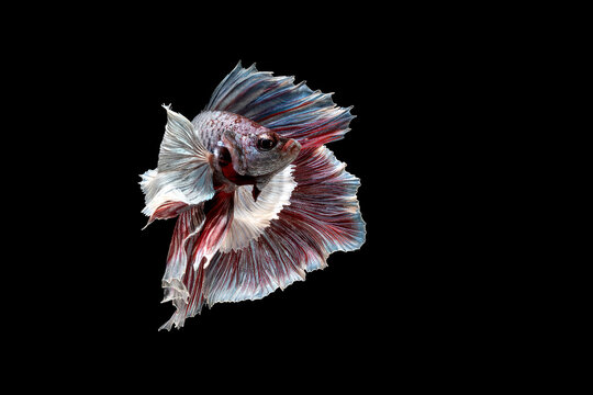 Betta fish Halfmoon Dumbo Ear on black background