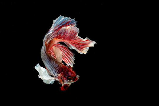 Betta fish Halfmoon Dumbo Ear on black background