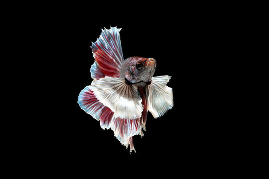 Betta fish Halfmoon Dumbo Ear on black background