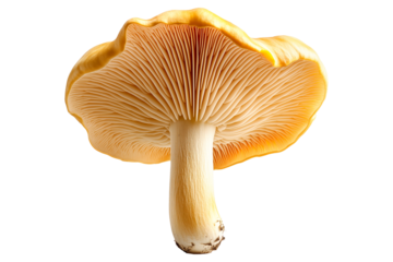 Orange cap chanterelle mushroom isolated on a white background.