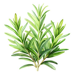 Fototapeta premium Watercolor Illustration of Fresh Green Rosemary Herb on White Background