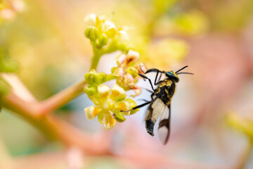 Close-up of an insect pollinating a flower, highlighting the natural process of pollination, toxin-free fruit growth, and the sexual reproduction of flowering plants in chemical-free agriculture