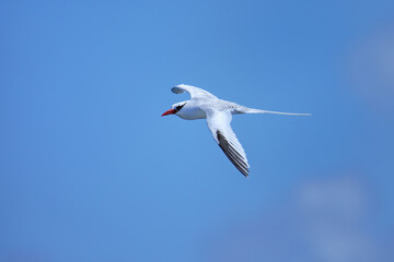 Obraz premium Red-billed tropicbird flying near South Plaza Island, Galapagos National Park, Ecuador.