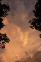 Pastel colors in a late afternoon sky seen above two silhouetted trees - an African cloudscape